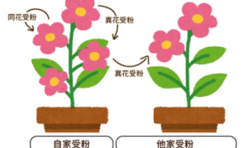 圆的板栗叫什么-圆板粟功效网-分享板粟的功效与作用及食用方法，圆的板栗叫什么知识库