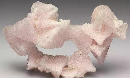 圆的板栗叫什么-圆板粟功效网-分享板粟的功效与作用及食用方法，圆的板栗叫什么知识库